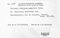 Puccinia polygoni-amphibii image